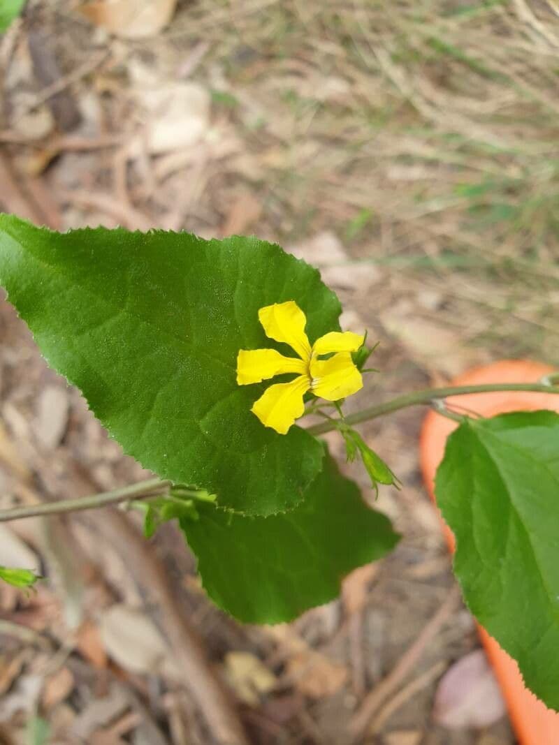 Goodenia ovata