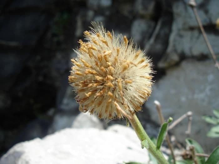 Alpen-Aster