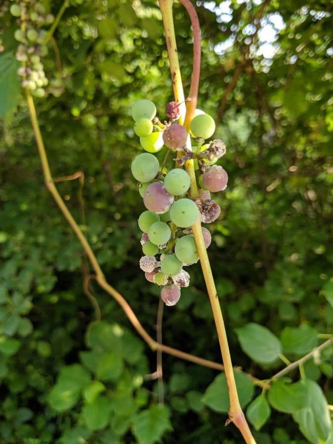Vitis aestivalis 2