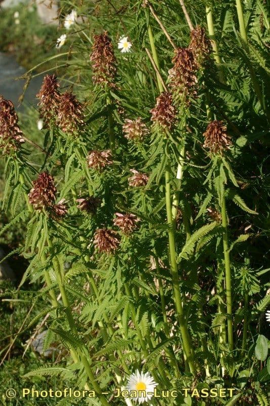 Pedicularis senza becco 12