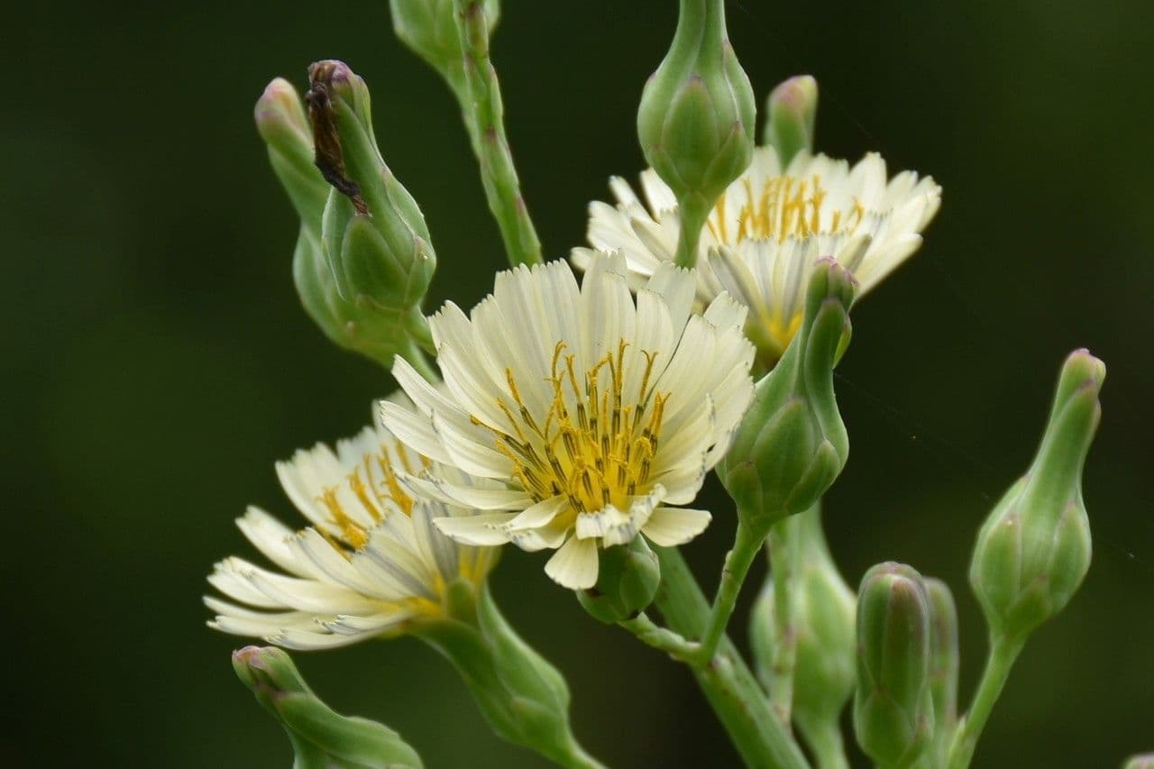 Lactuca indica 5