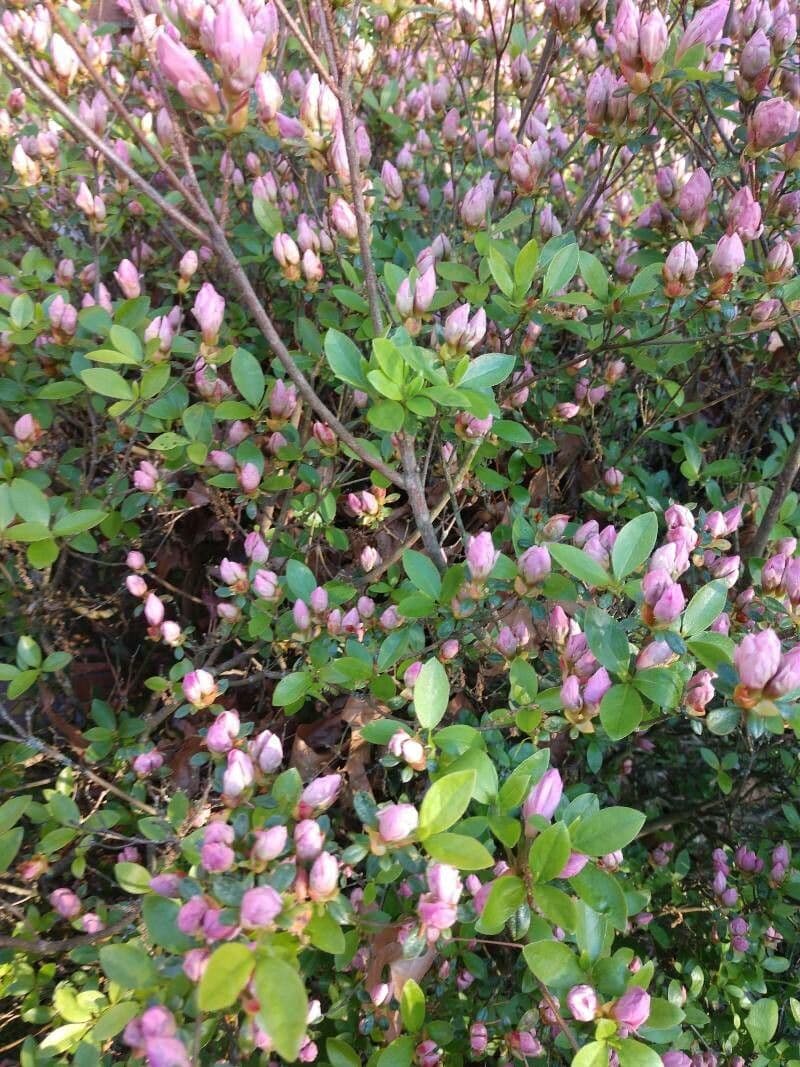 Azalea precoce 2