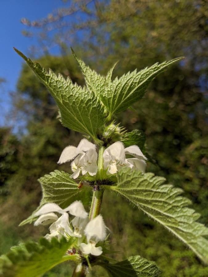 Falsa ortiga bianca 21
