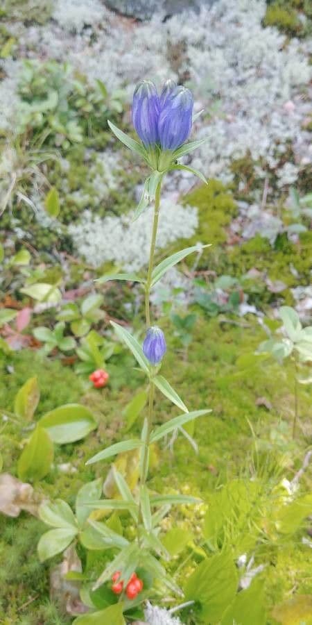 Genziana lineare 12