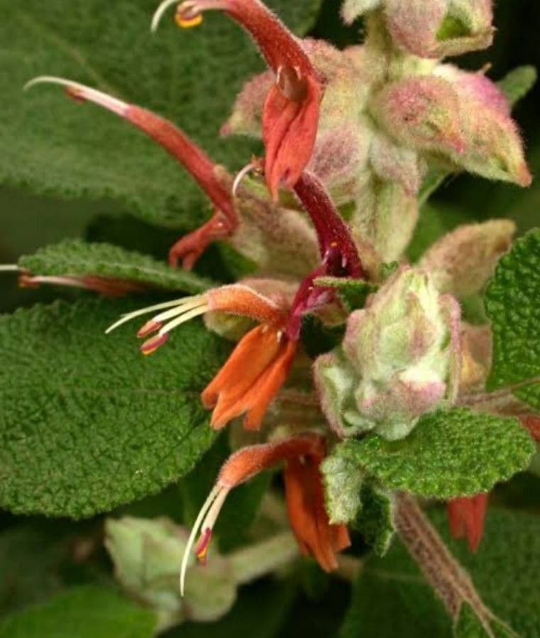 Salvia