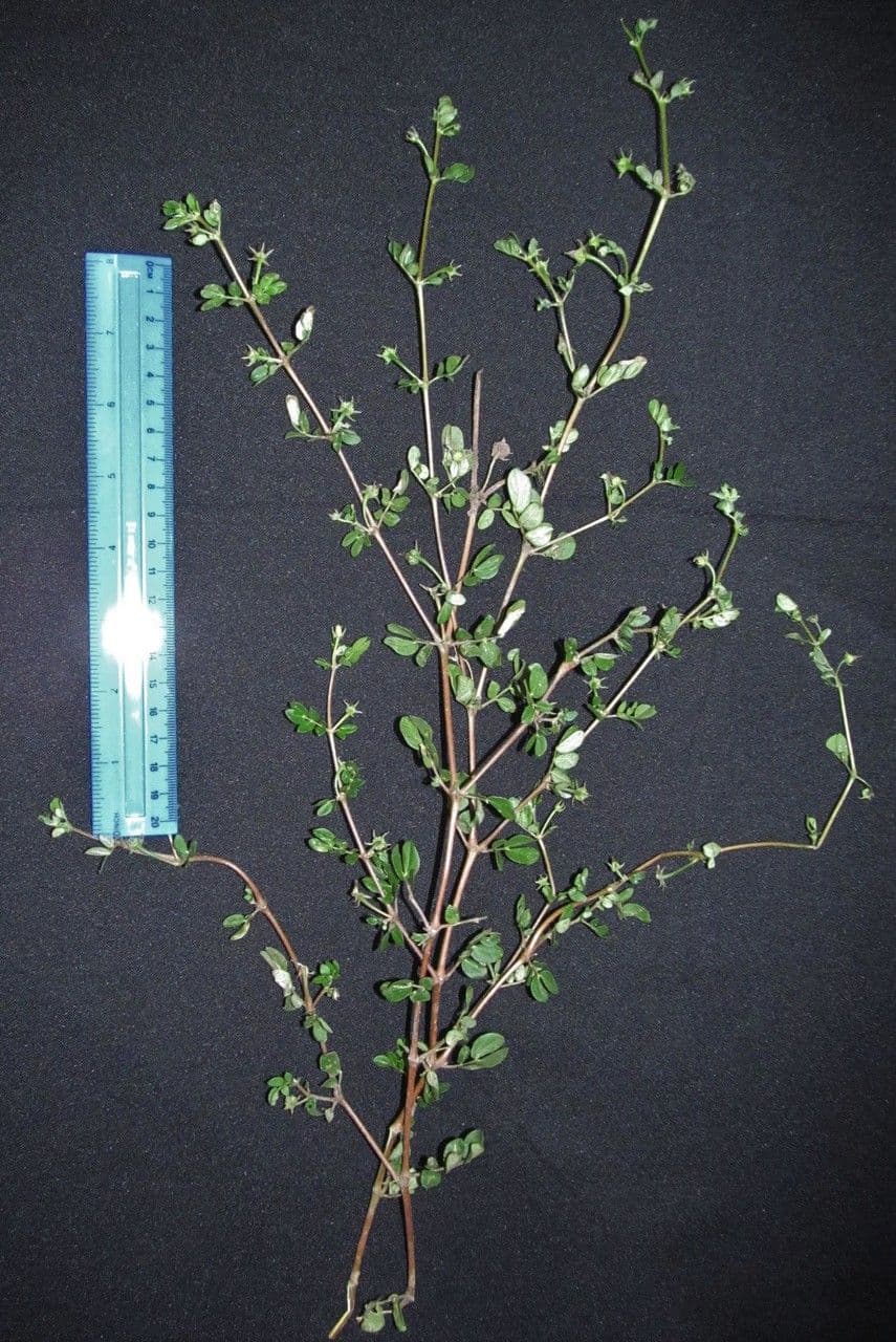 Kallstroemia 17