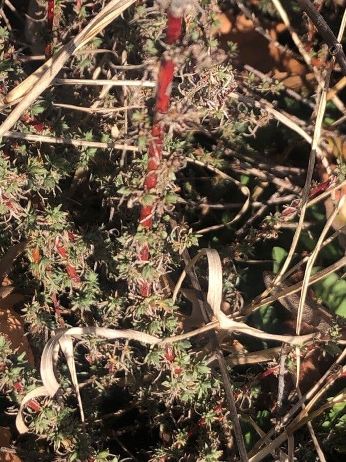 Bassia prostrata 17
