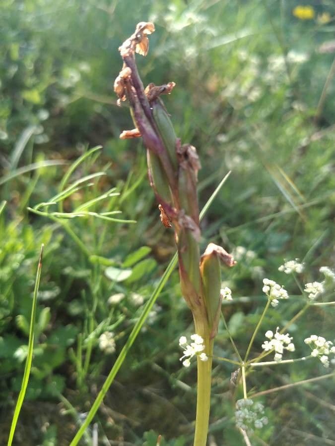 Orchide minore 5