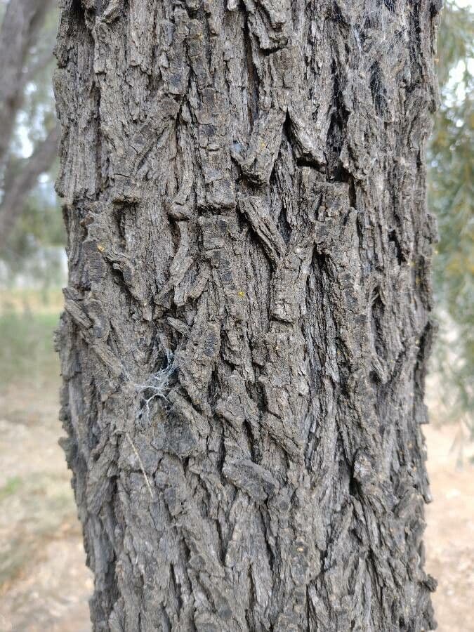Acacia pendula 14