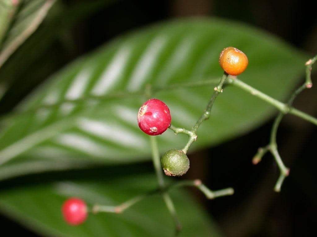 Psychotria
