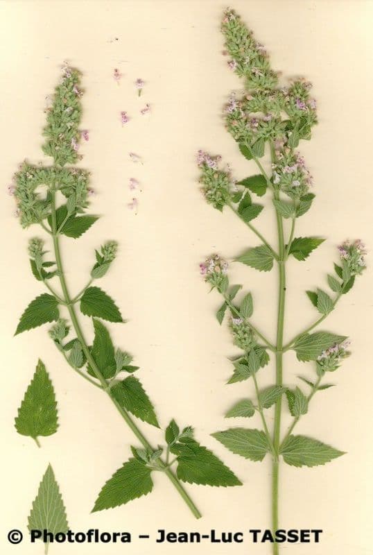 Erba gatta 27