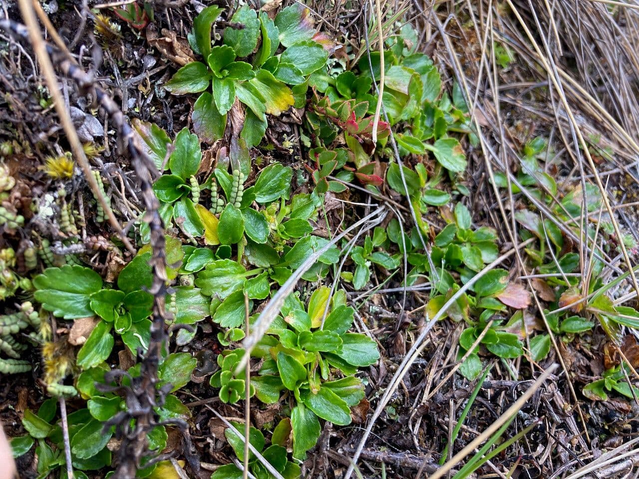 Azorella crenata 6