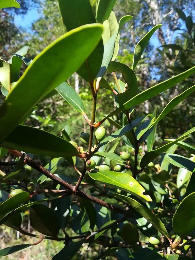 Garcinia 4