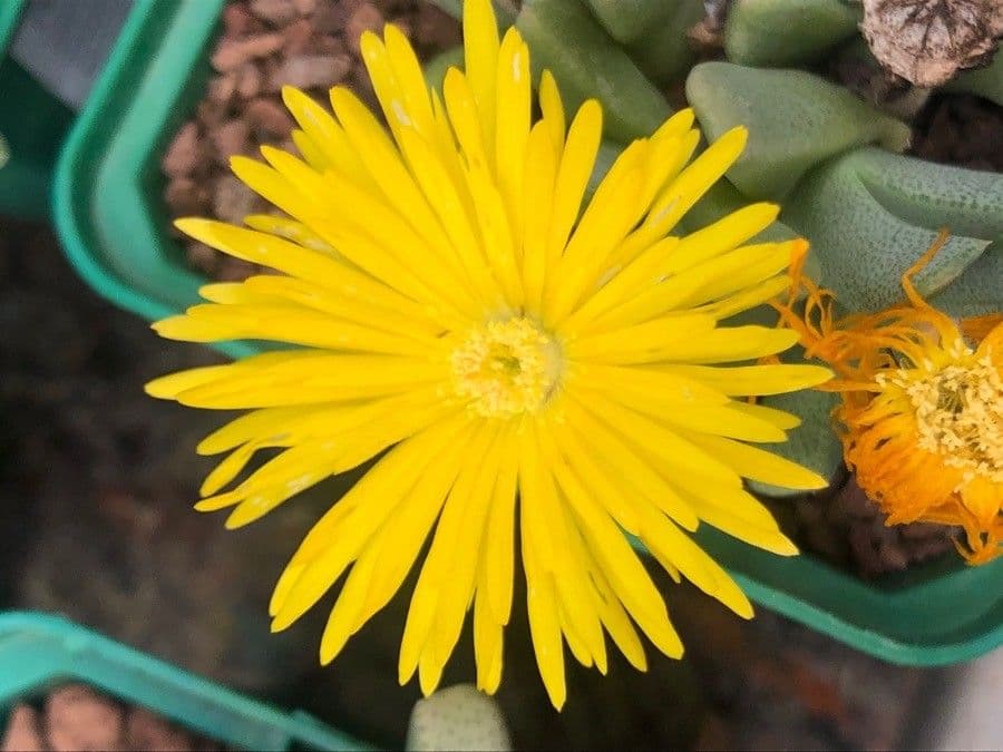 Cheiridopsis 2
