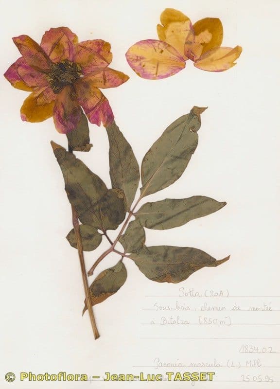 Peonia Corsa 10