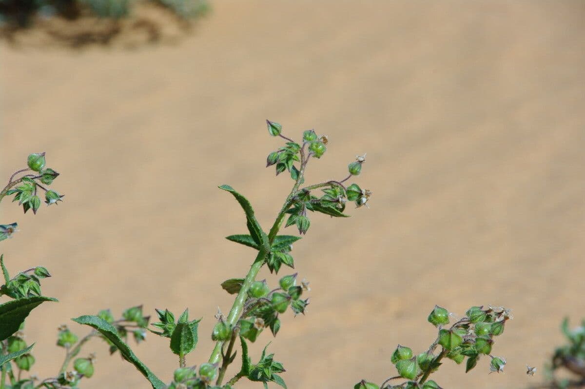 Trichodesma 16