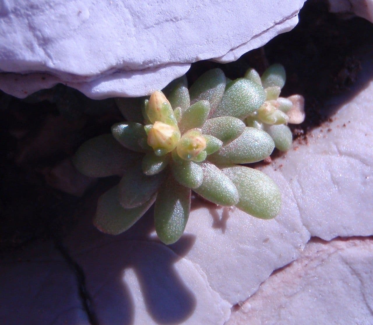 Sedum litorale 14