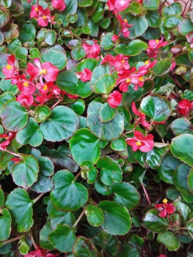 Begonia cucullata 24