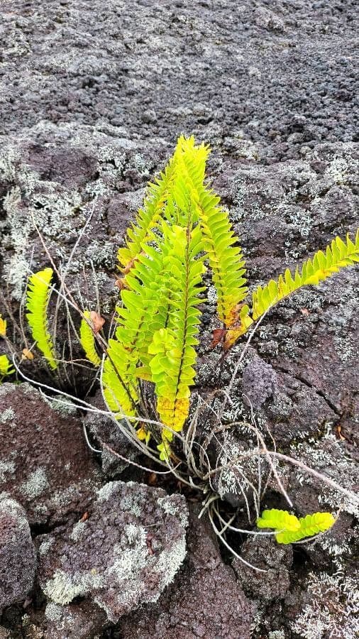 Nephrolepis 5