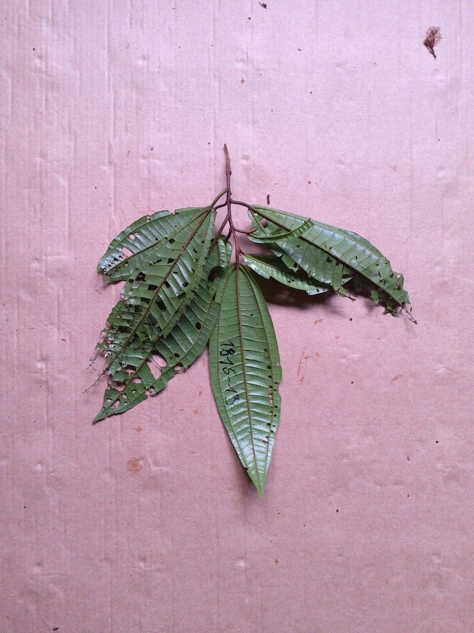 Miconia 2