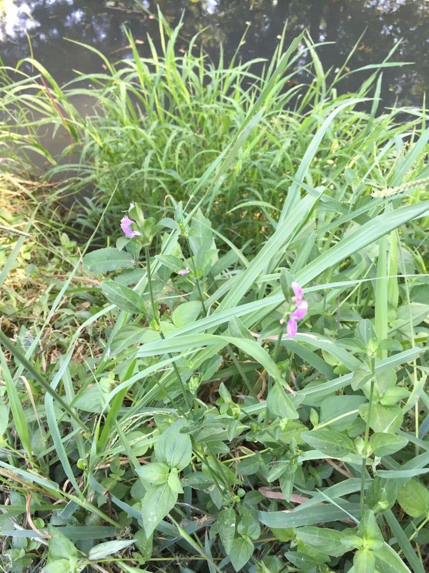 Ala piegata ramificata 6