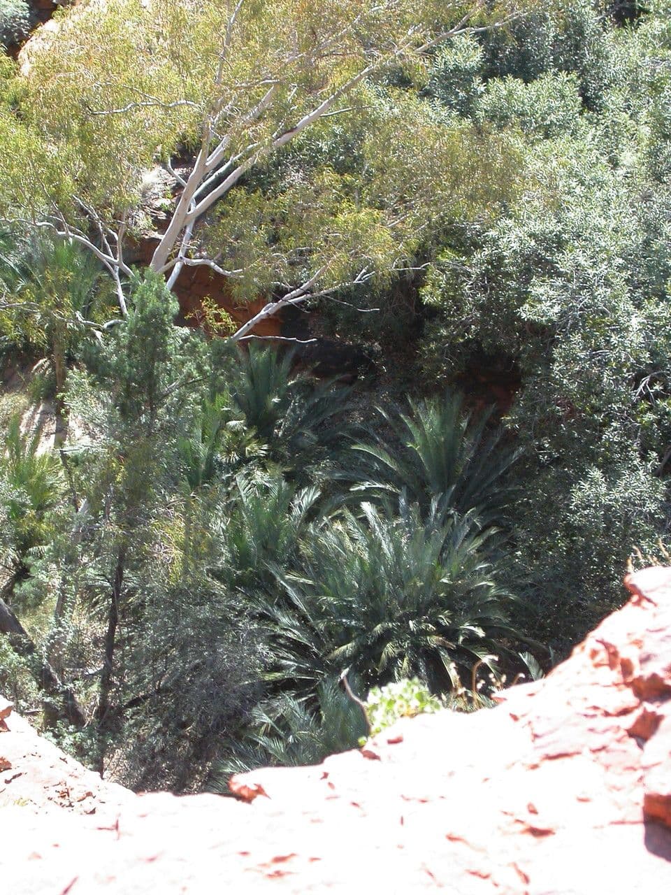 Macrozamia 3