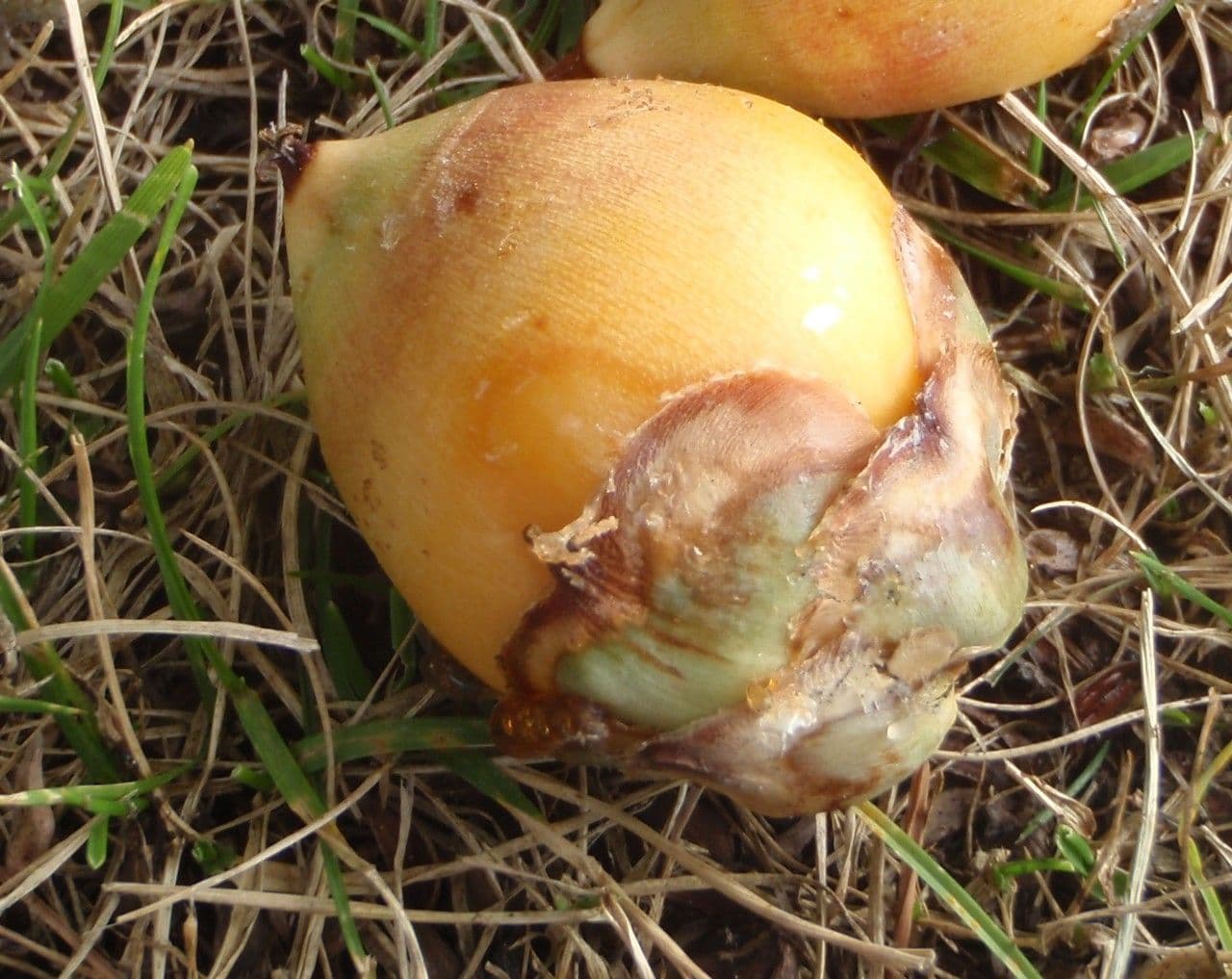 Pindó 4