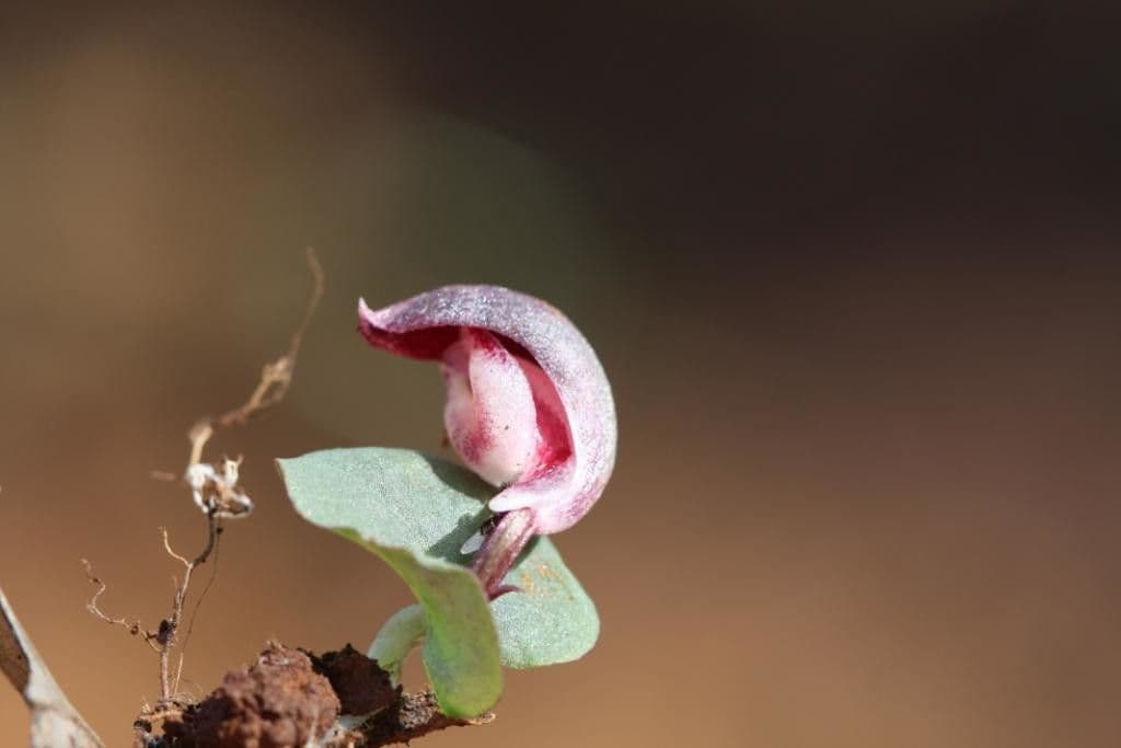Corybas 11