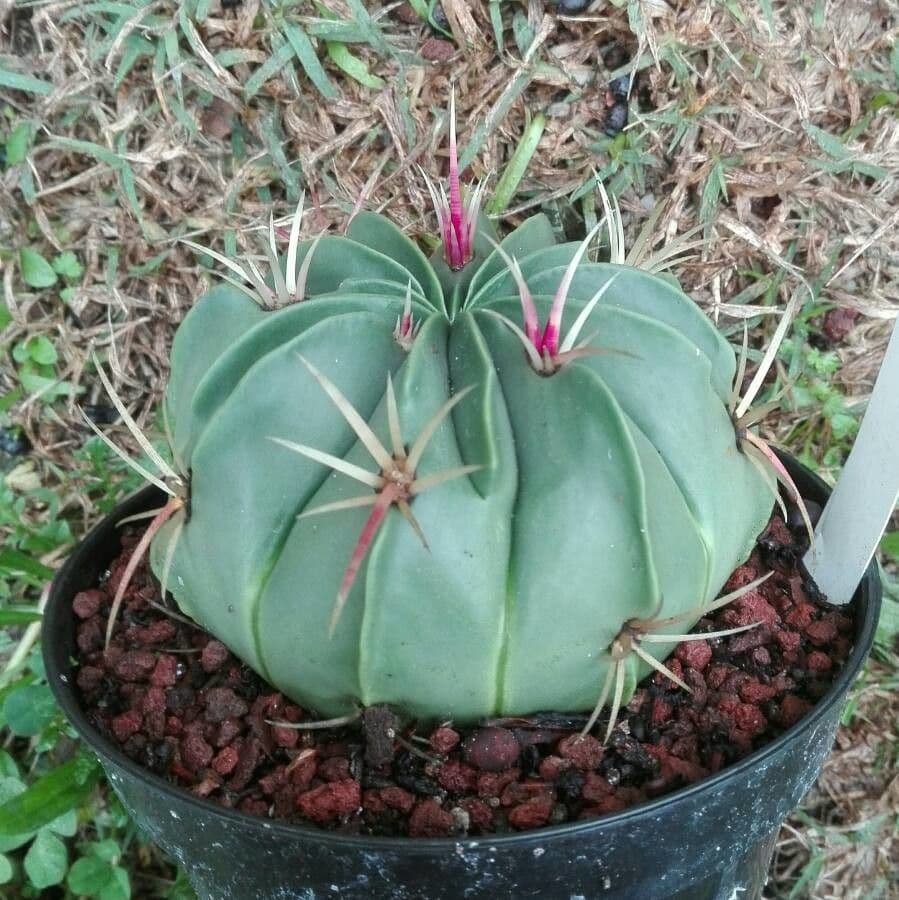 Cactus 7