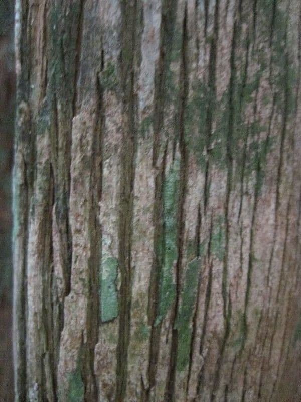 Pouteria guayanensis 9