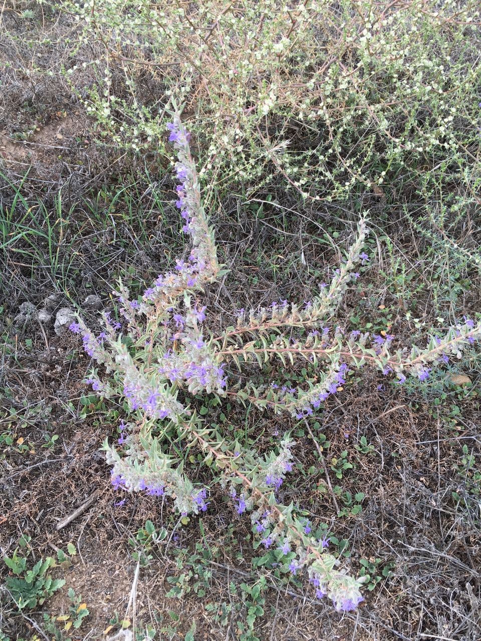 Trichostema lanceolatum 7