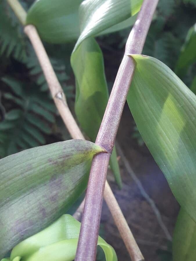 Orchidea colombina 20