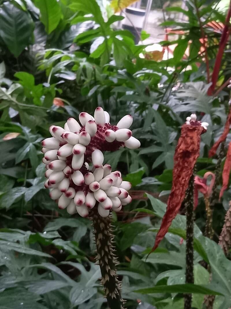 Anchomanes difformis 2