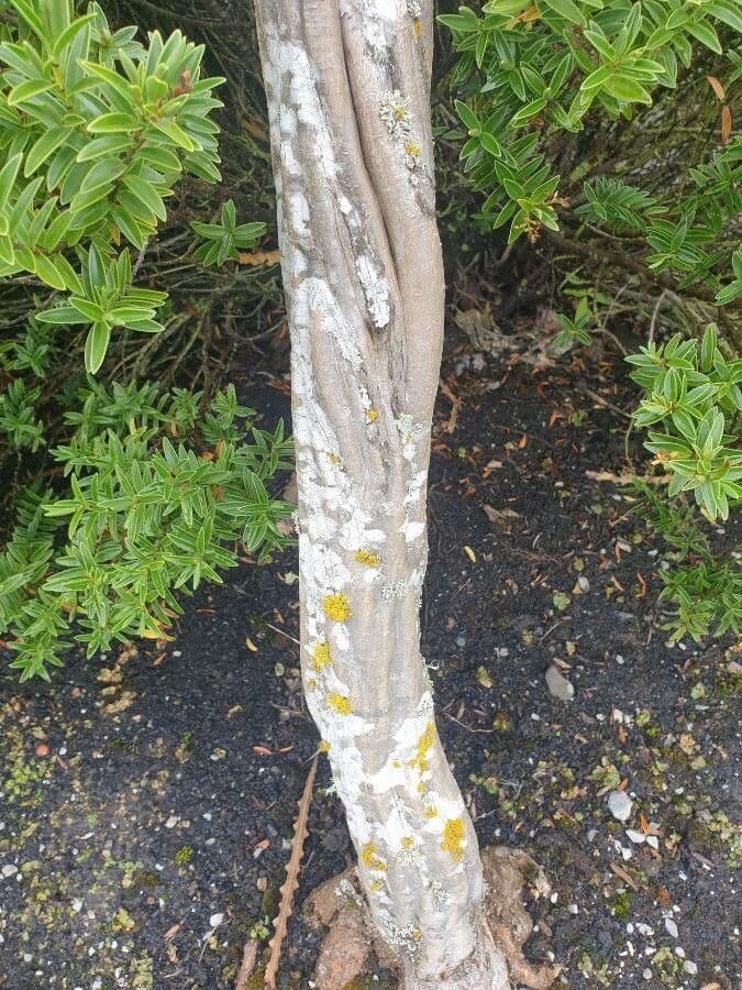 Pseudopanax 10