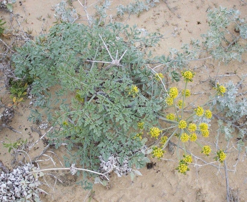 Lomatium Inselbewohner 7