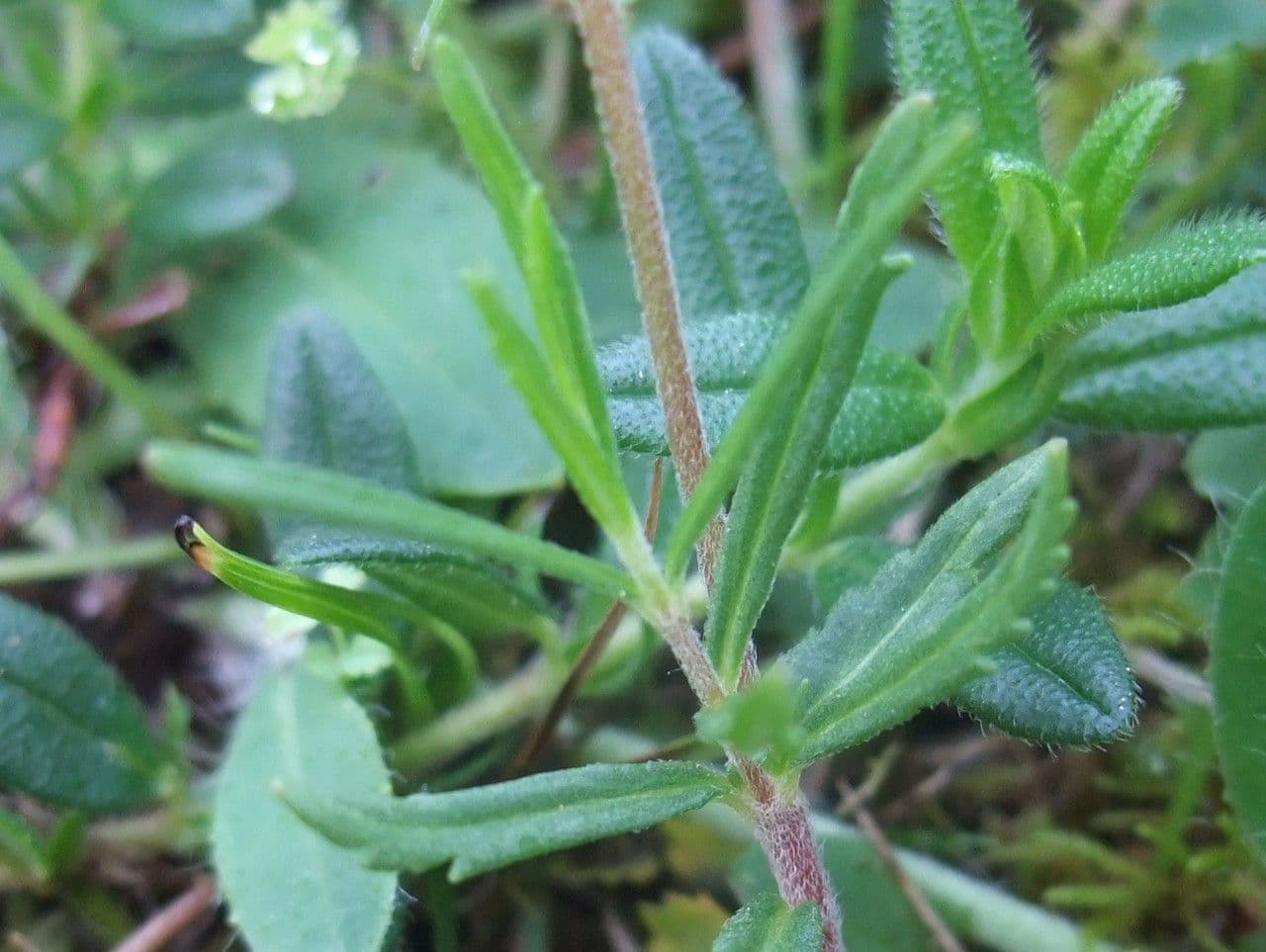 Veronica prostrata 15