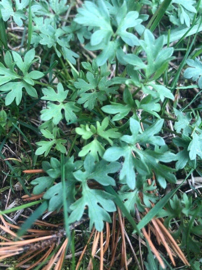 Ranunculus ollissiponensis 10