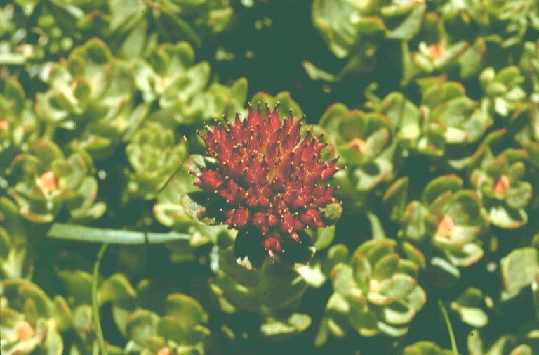 Rhodiola integrifolia 2