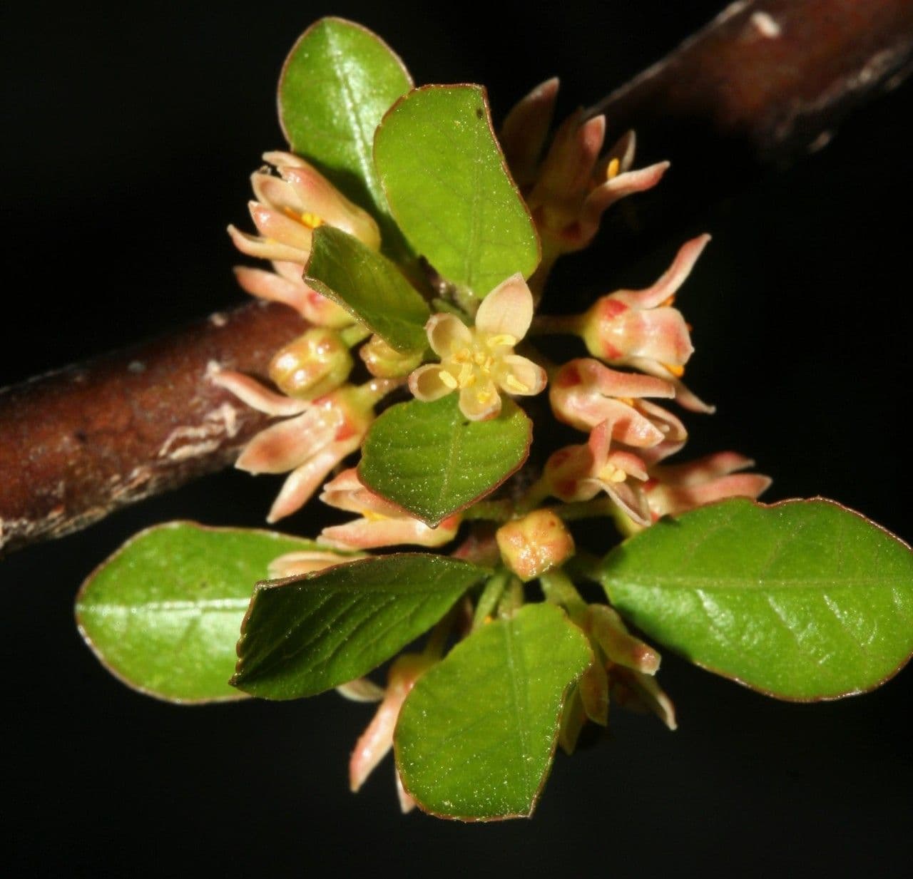 Bursera 6