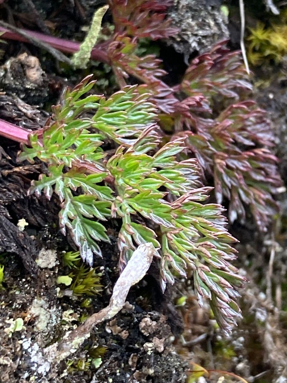 Niphogeton 7