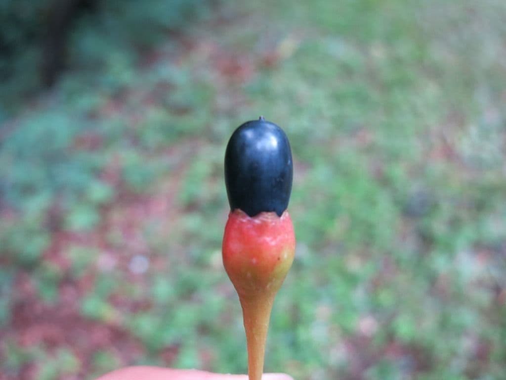 Sassafrasso