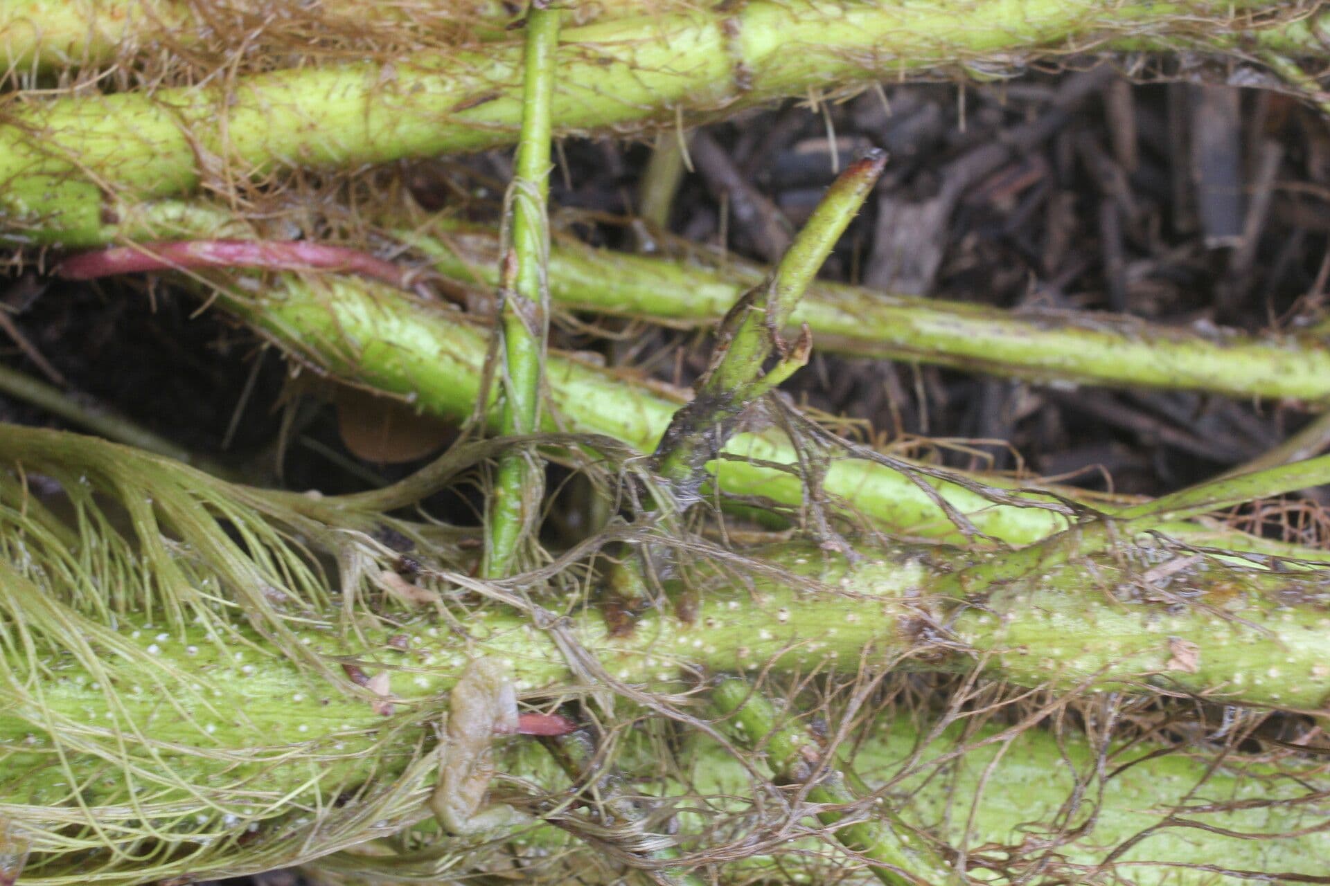 Aeschynomene ruvida 2