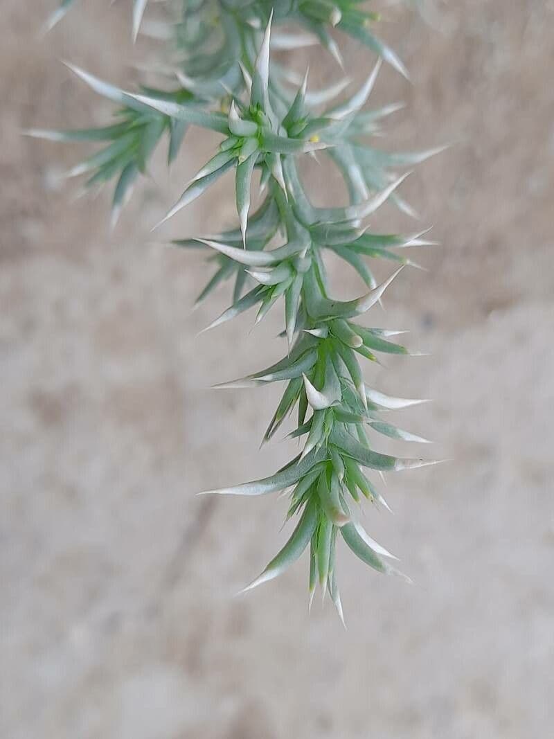 Cornulaca 17