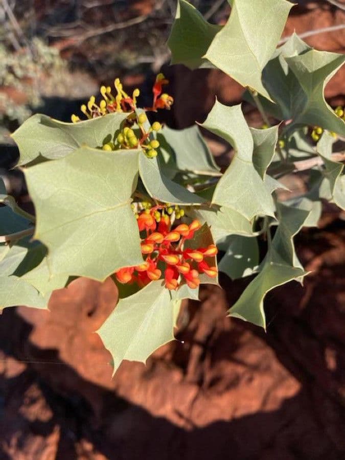 Wickhams Grevillea 6