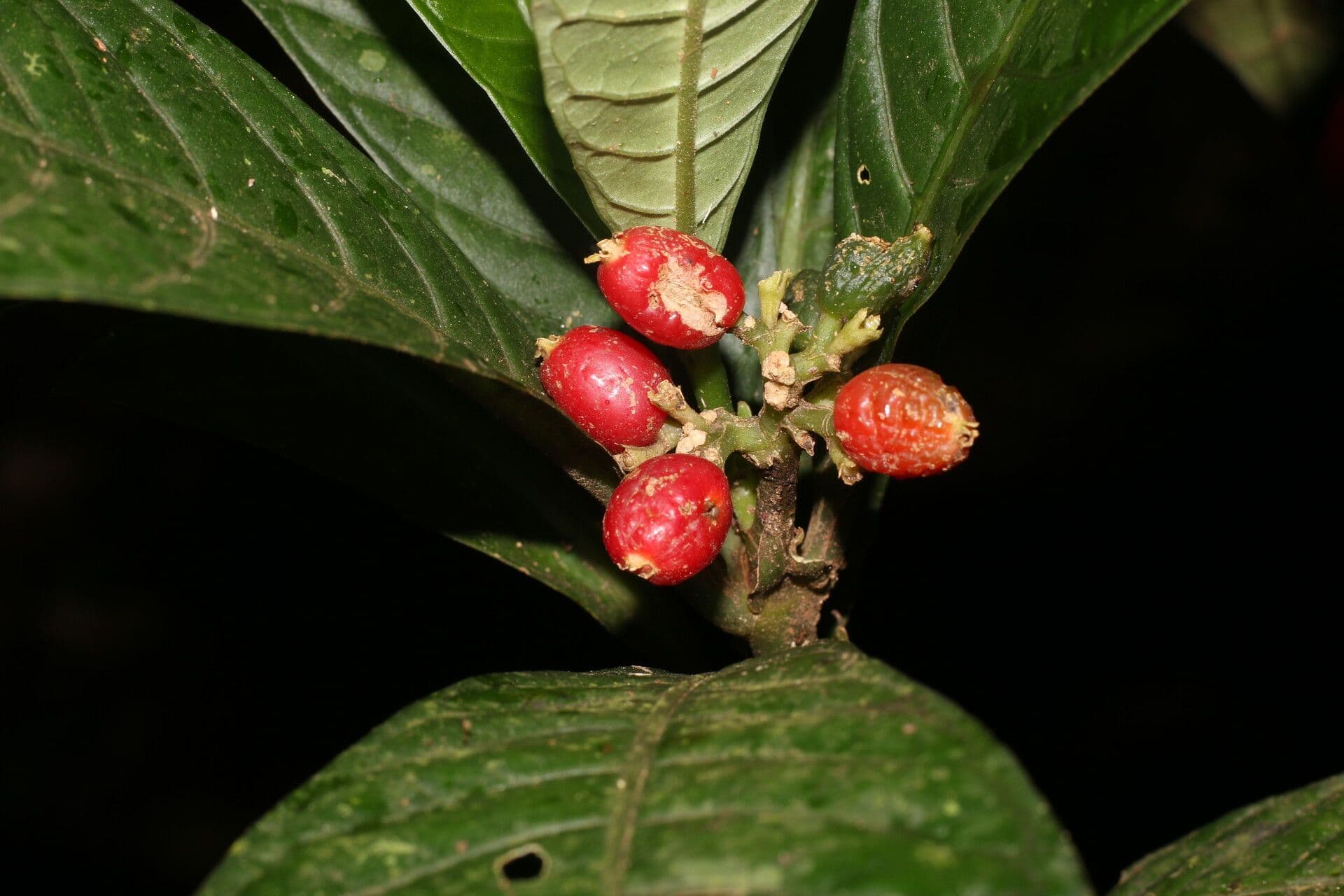 Psychotria