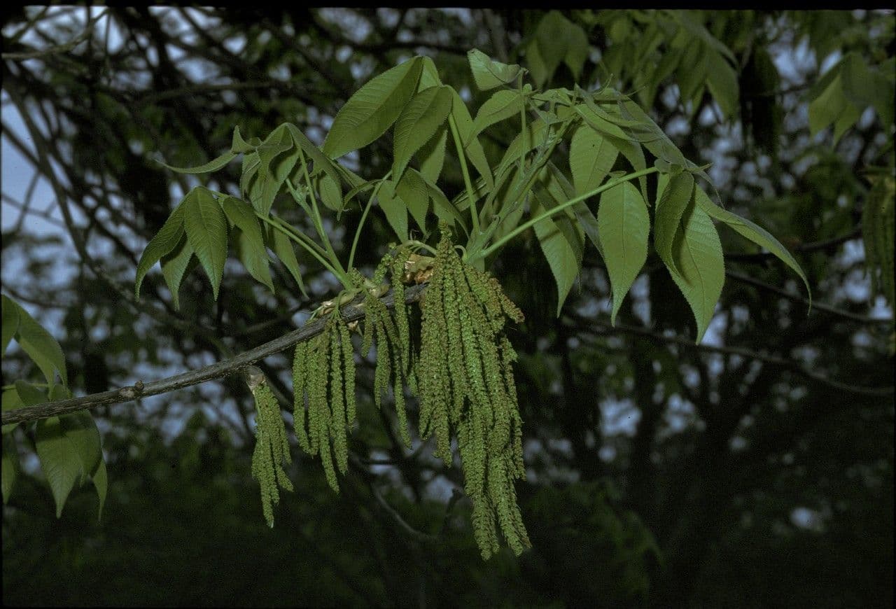 Carya ovata 7