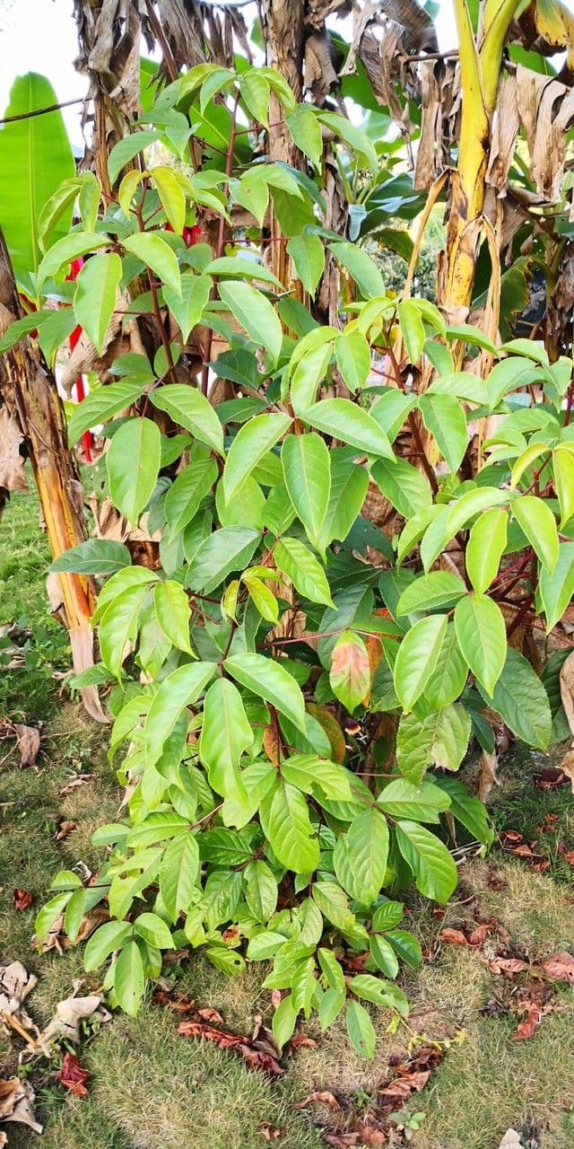 Bischofia