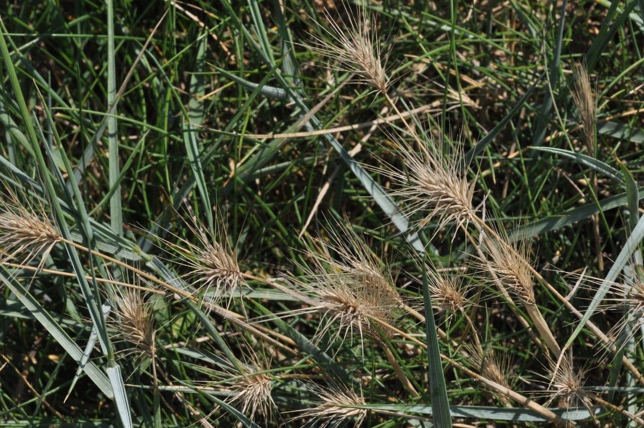 Orzo marittimo 13