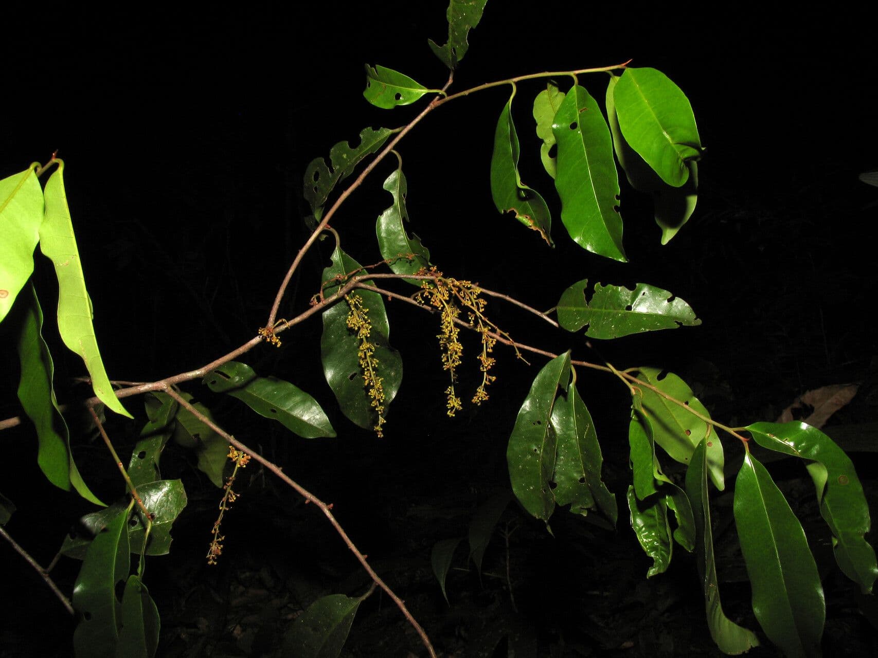 Iryanthera tessmannii 2