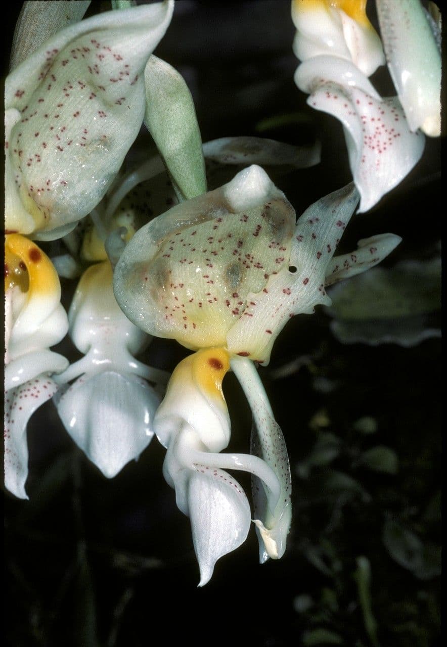 Stanhopea